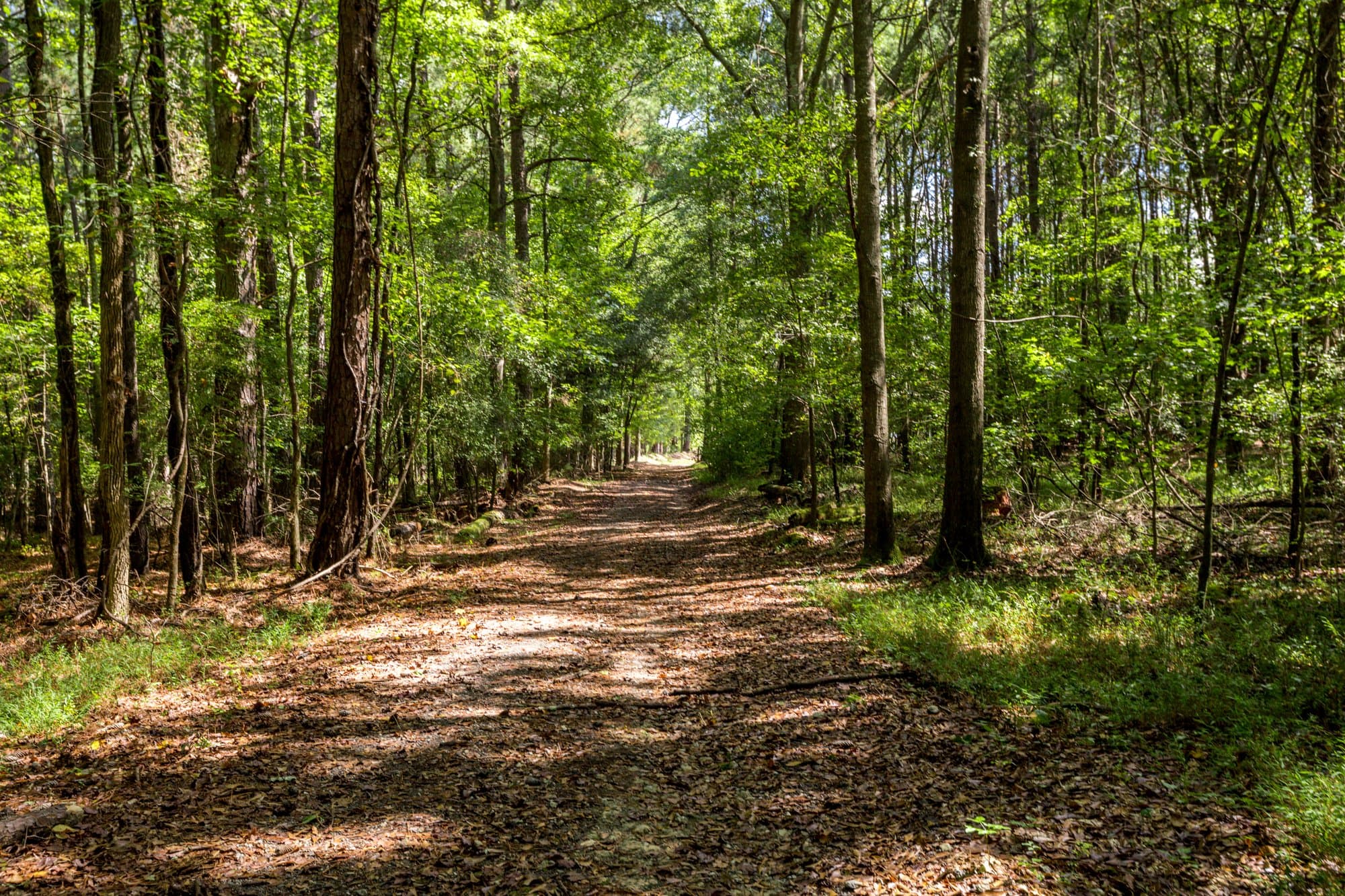 Wooded trail