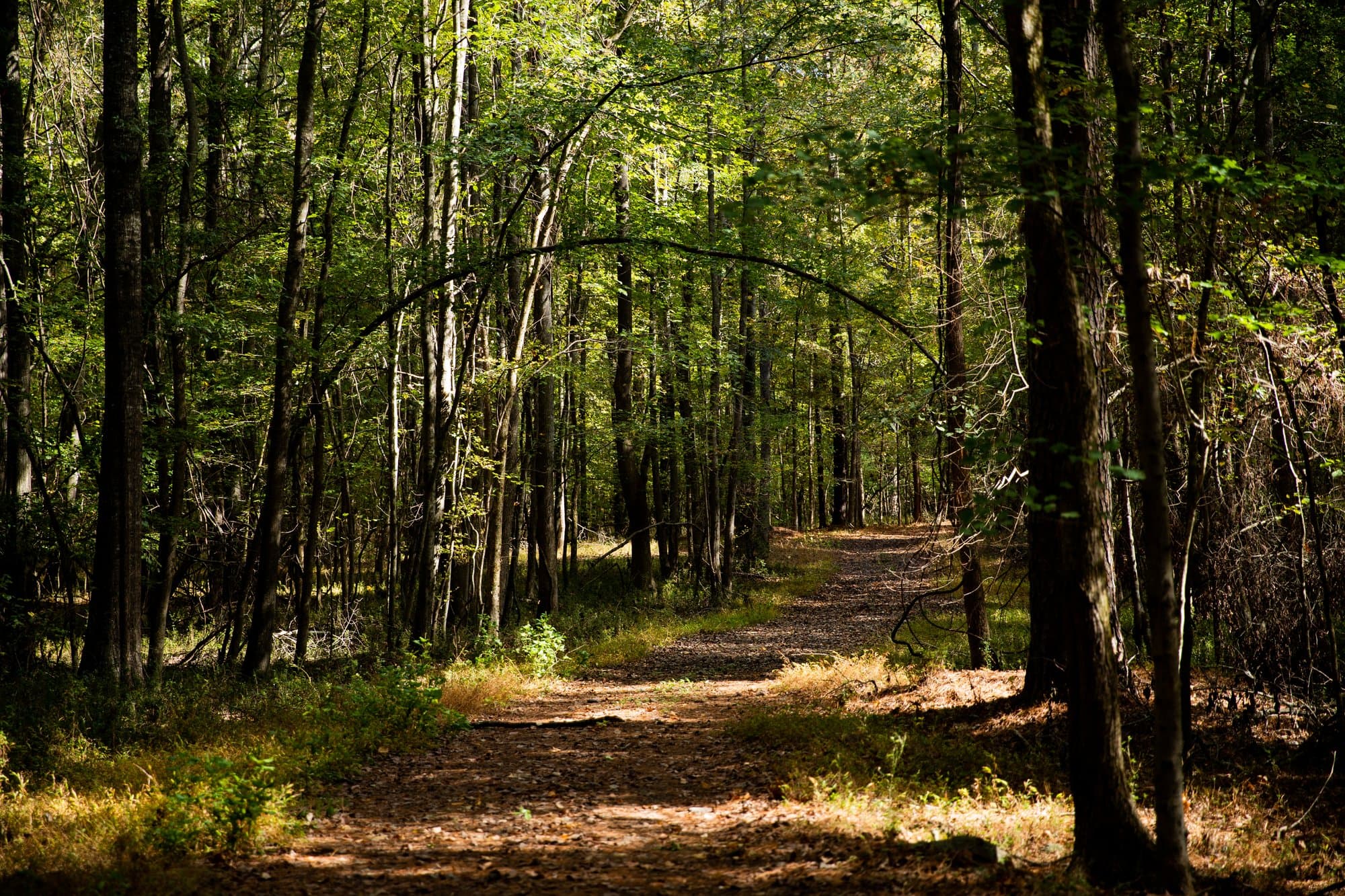 Wooded trail through the property